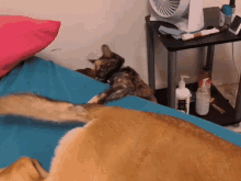 Dog Cat GIF - Dog Cat Sneak Attack GIFs