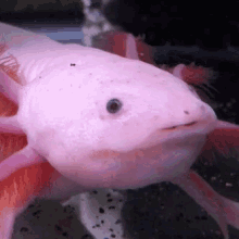 Axolotl Burp GIF - Axolotl Burp Bubbles GIFs