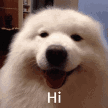 Cute Dog Greetings Dog GIF - Cute Dog Greetings Cute Dog Dog - Discover &  Share GIFs