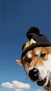 a dog wearing a black beanie with the word dea on it
