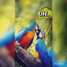 Love Kiss GIF - Love Kiss Parrot GIFs