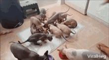 a bunch of hairless cats are eating out of bowls on the floor