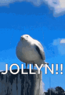 jollyn seagull screaming funny