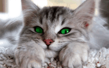 Cat Cute GIF - Cat Cute GIFs