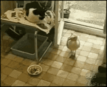Funny Animals Ill Take This To Go GIF - Funny Animals Ill Take This To Go Seagulls GIFs