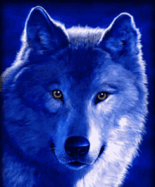 Wolf Sapience GIF