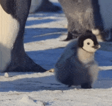 Penguin Cute GIF - Penguin Cute Funny GIFs