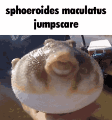 Wabungus Pufferfish GIF - Wabungus Pufferfish Sphoeroides Maculatus GIFs
