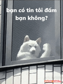 a white dog is looking out a window with the words ban co tin toi dam ban không written above it