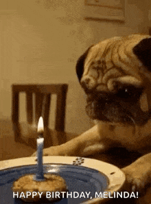 Birthday Pug Dog Cake GIF - Birthday Pug Dog Cake Sad Birthday GIFs