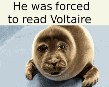 Voltaire GIF