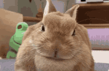 Bruh Wtf GIF - Bruh Wtf Bunny GIFs