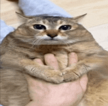 a cat is being held in someone 's hand and looking at the camera