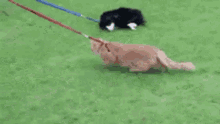 Cat Leash GIF - Cat Leash GIFs
