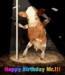 Happy Birthday Mr Birthday Cow GIF - Happy Birthday Mr Birthday Cow Mr Cow Birthday GIFs
