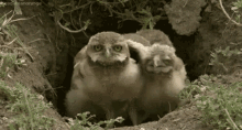 Owls Funny Animals GIF - Owls Funny Animals GIFs