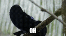 a black bird is perched on a tree branch with the word oh written below it .