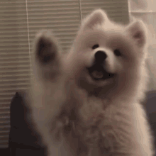 Joon Pup Namjoon Puppy GIF - Joon Pup Namjoon Puppy Joon Cute GIFs