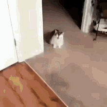 Cat Scared GIF - Cat Scared Bean GIFs