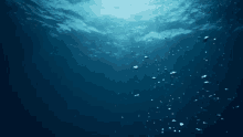 Underwater Bubbles GIF - Underwater Bubbles GIFs
