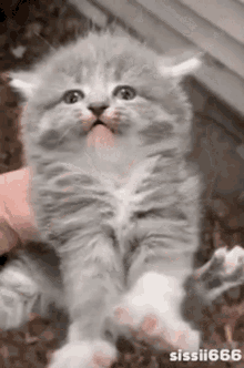 Cat Angry Cat GIF - Cat Angry Cat Cute Cat GIFs