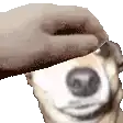 a close up of a person petting a dog 's face .