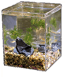 fish aquarium