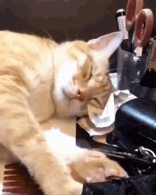 Cat Kitty GIF - Cat Kitty Waking Up GIFs
