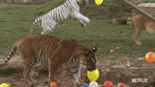 Tiger Playful GIF - Tiger Playful Balloon GIFs