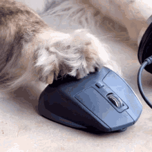 Dog Using Mouse Vessbroz GIF - Dog Using Mouse Vessbroz Dog Using Computer GIFs