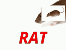 Rat Funny GIF - Rat Funny GIFs