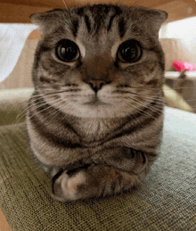Cat Ruski Top GIF - Cat Ruski Top GIFs