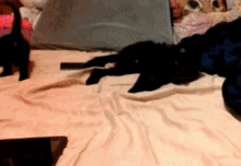 Marblethekitty Cat GIF