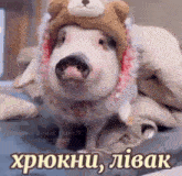 a pig wearing a teddy bear hat and scarf .