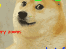 Doge Zoom GIF