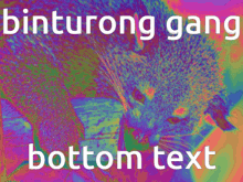 Binturong Biturong GIF - Binturong Biturong Binturongs GIFs