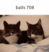two cats laying next to each other with the words balls 708 below them