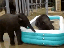 Elephant Pool Party GIF