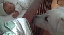 What Is This Tiny Human? GIF - Baby Dog Pet GIFs