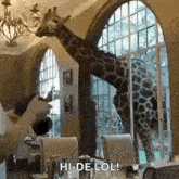 a giraffe is standing in a room next to a window and eating from a table .
