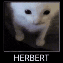 Herbet Cat GIF - Herbet Cat Cute GIFs