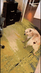 a brown and white dog laying on a green rug