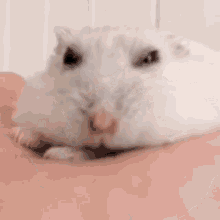 Flat Hamster GIF - Flat Hamster GIFs