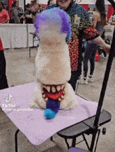 a dog sitting on a table with a purple and blue wig