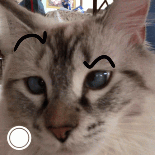 cats with eyebrows