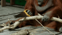 Orangutan Saw GIF