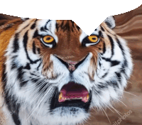 тигр долбаёб Sticker - тигр долбаёб бля Stickers