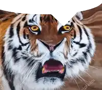 a close up of a tiger 's face with a speech bubble behind it