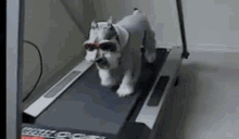 Cool Dog Goes For A Cool Walk GIF - Dog Treadmill Glasses GIFs