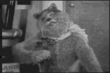Fiddle Cat GIF - Fiddle Cat GIFs